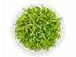 Preview: Brasilianische Graspflanze - Lilaeopsis brasiliensis in vitro